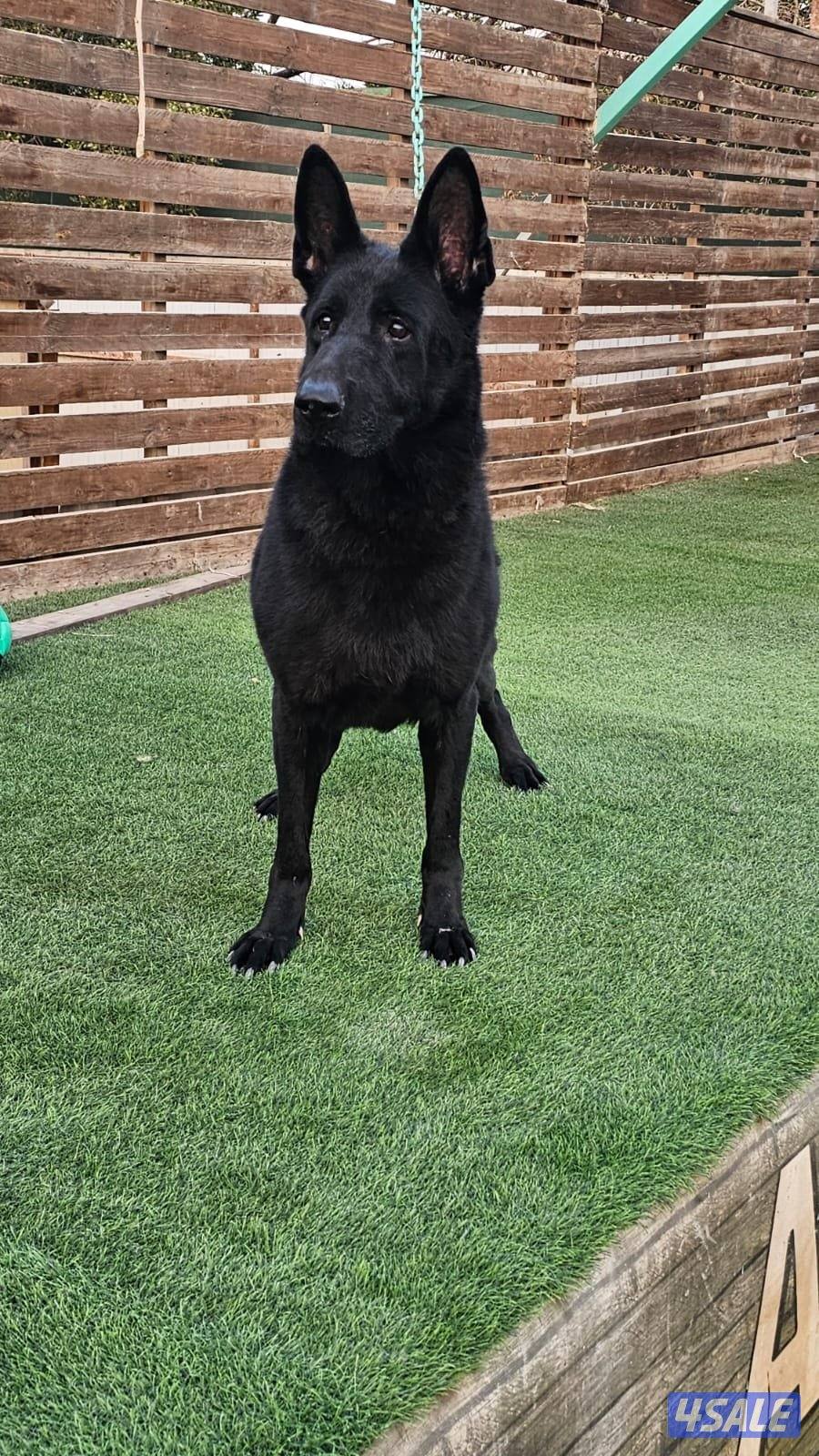 للبيع نثيه سولد بلاك العمر ٨ سنوات مدربه طاعه5