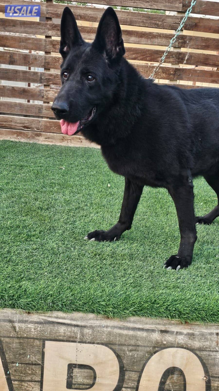 للبيع نثيه سولد بلاك العمر ٨ سنوات مدربه طاعه6