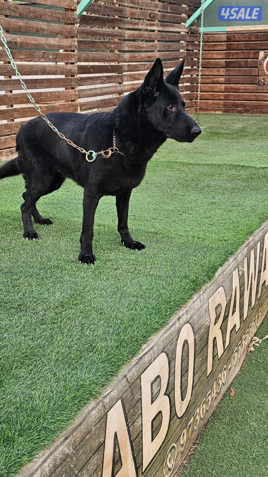 للبيع نثيه سولد بلاك العمر ٨ سنوات مدربه طاعه8