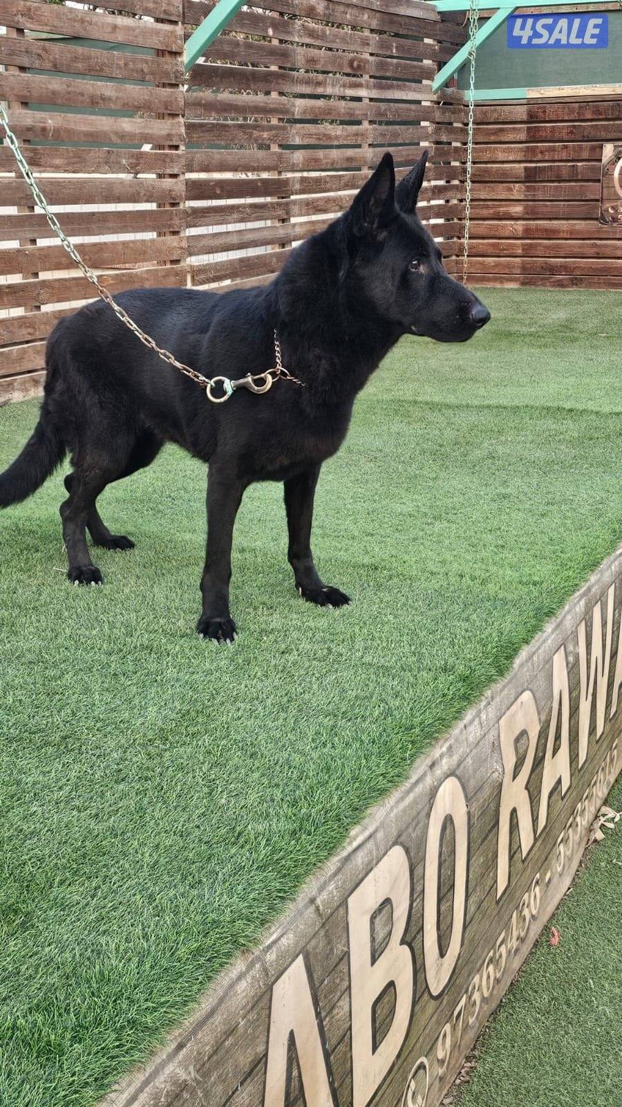 للبيع نثيه سولد بلاك العمر ٨ سنوات مدربه طاعه7