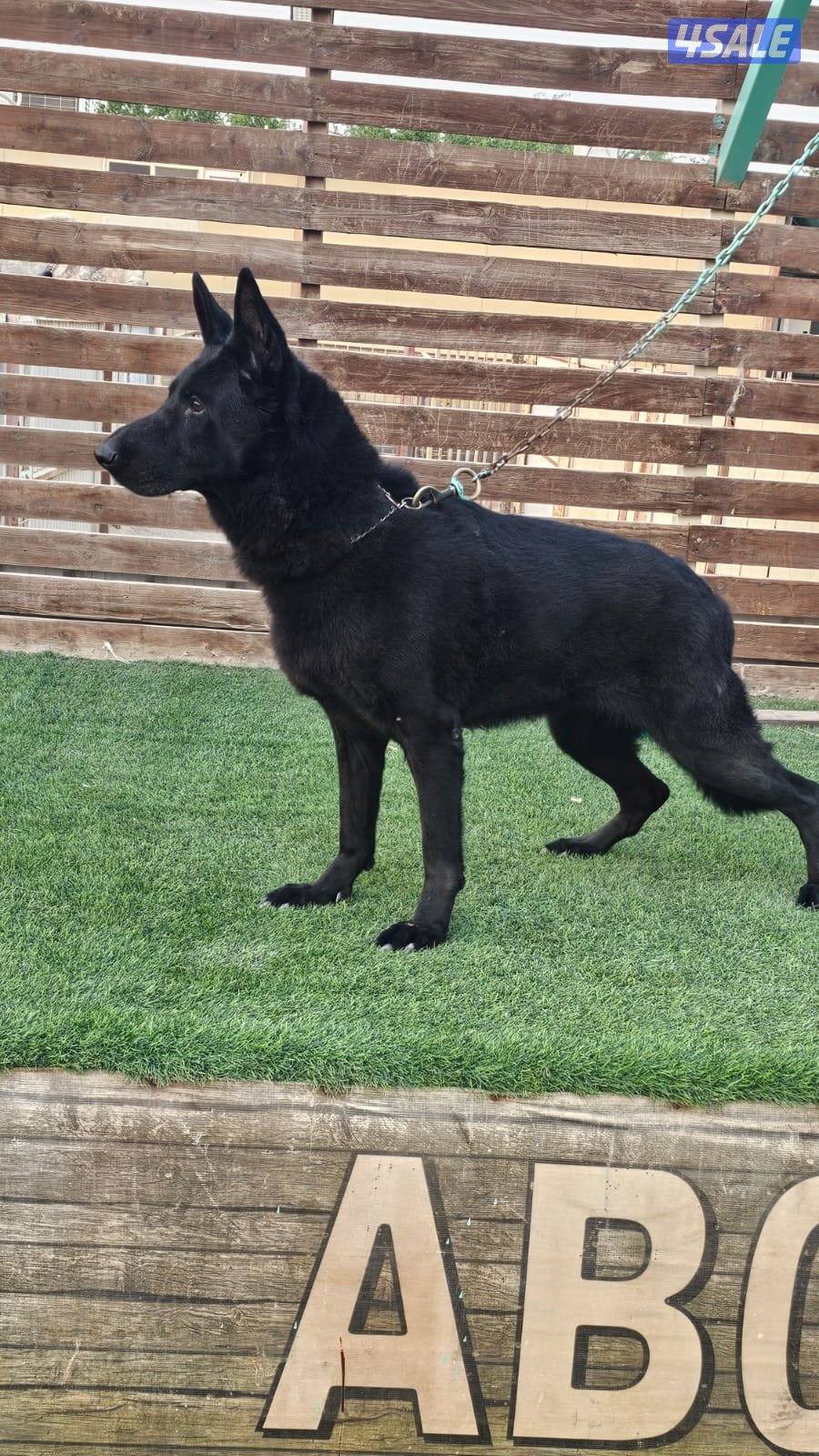 للبيع نثيه سولد بلاك العمر ٨ سنوات مدربه طاعه9