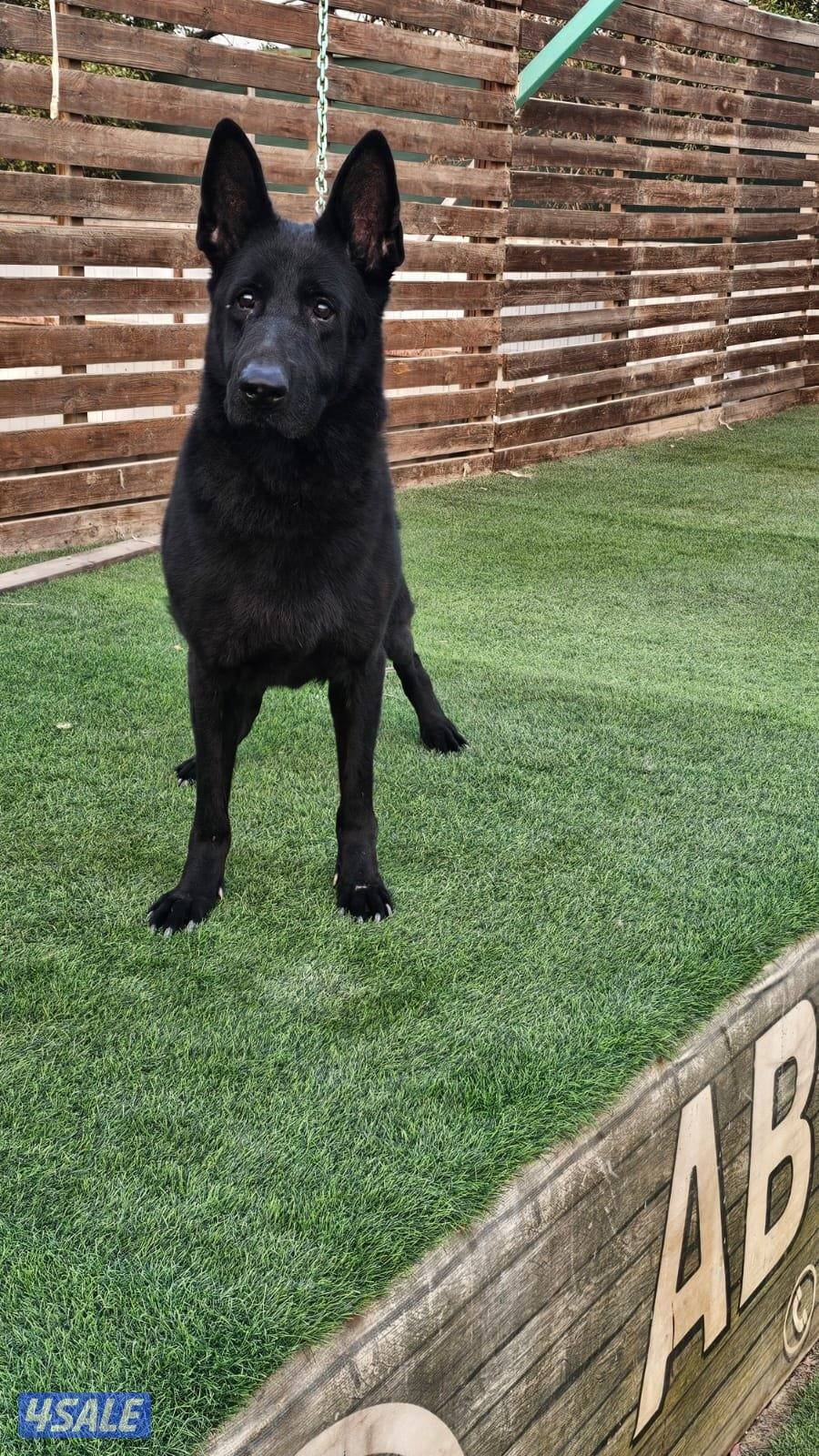 للبيع نثيه سولد بلاك العمر ٨ سنوات مدربه طاعه10