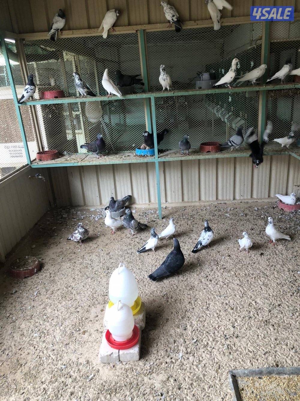 حمام مخلوط1