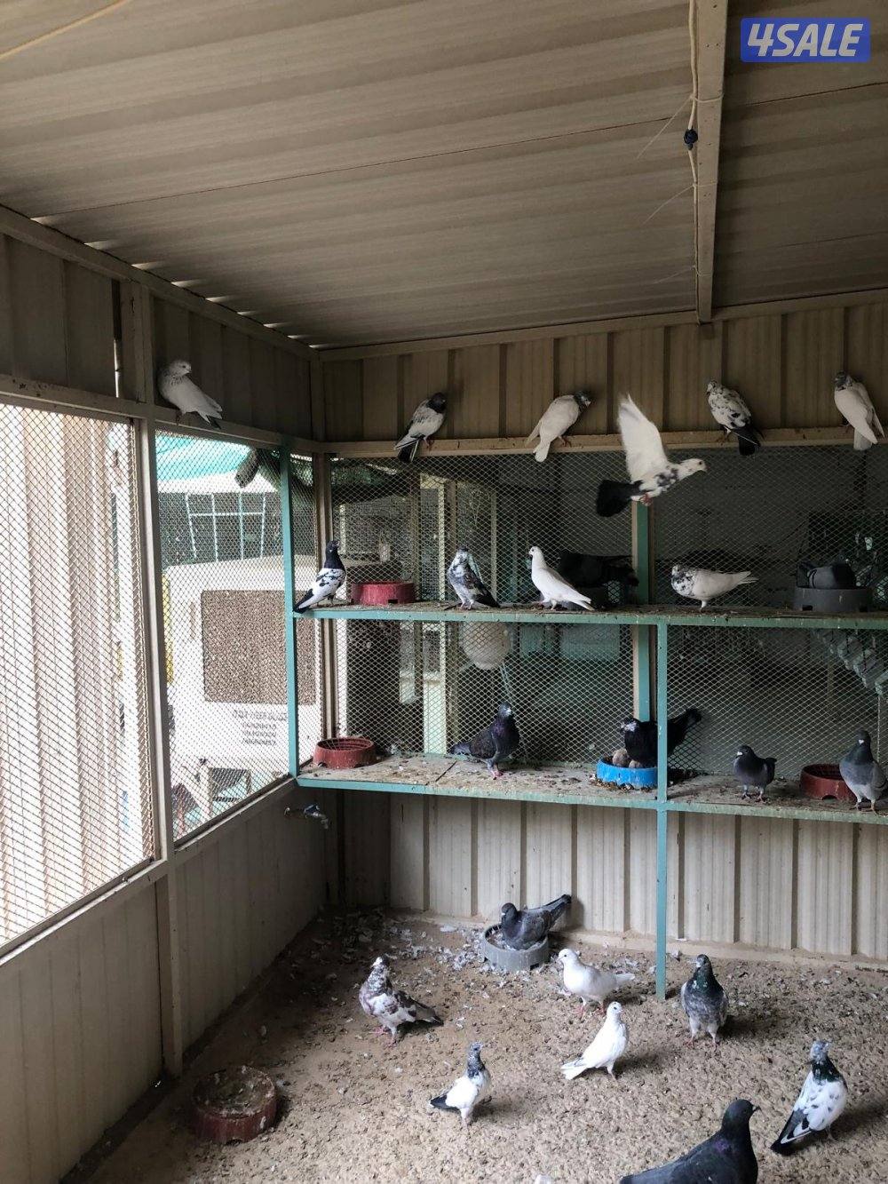 حمام مخلوط2