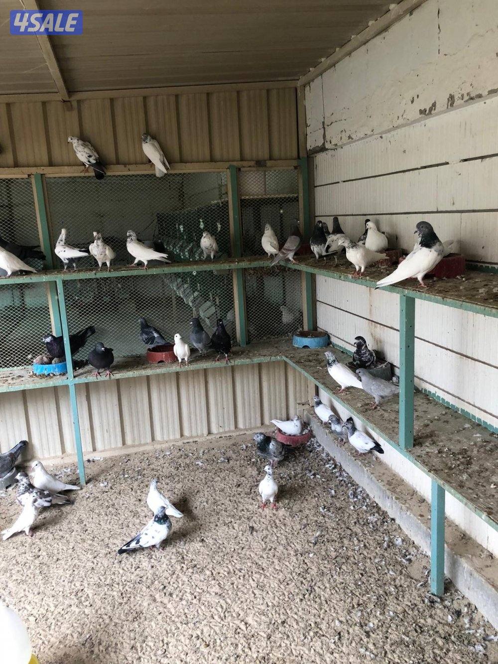 حمام مخلوط3