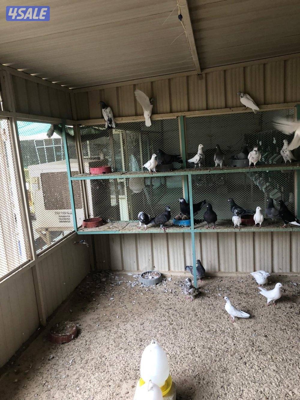 حمام مخلوط4