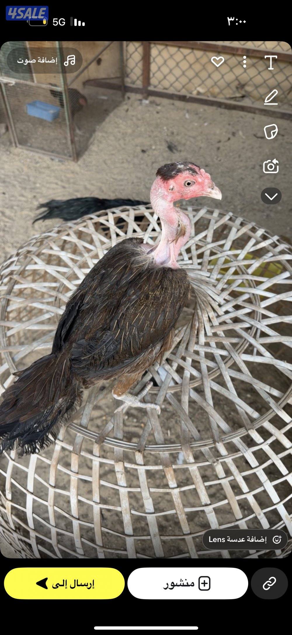 للبيع مجموع ديج و دجاجتين تايلندي و عندي مجموعة فتنامي وديج و ٧1