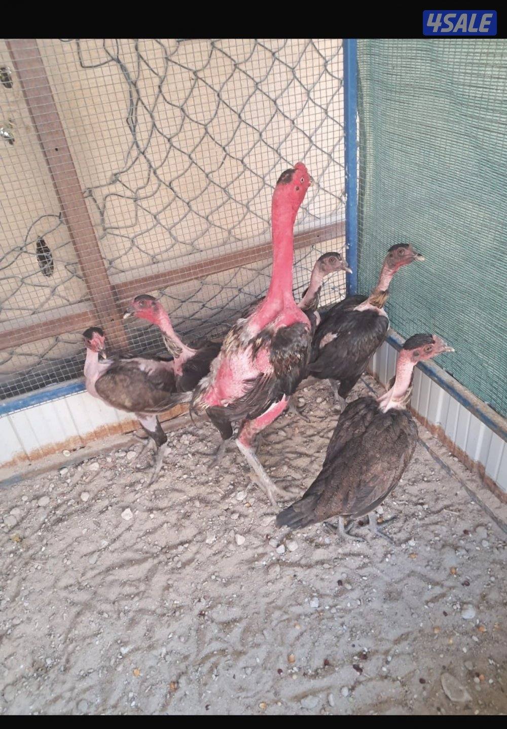 للبيع مجموع ديج و دجاجتين تايلندي و عندي مجموعة فتنامي وديج و ٧2