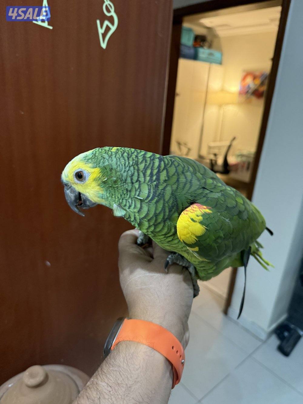 امازون جامبو جاكو1