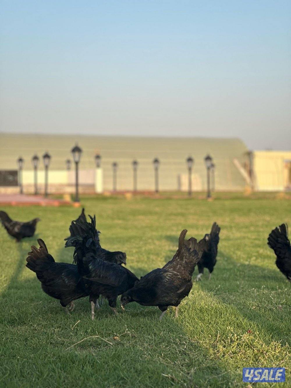 دياجه ايام سيماني1