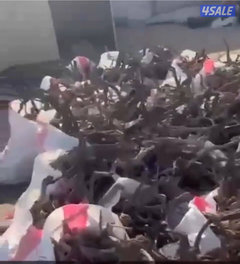 للبيع جميع انواع الحطب4