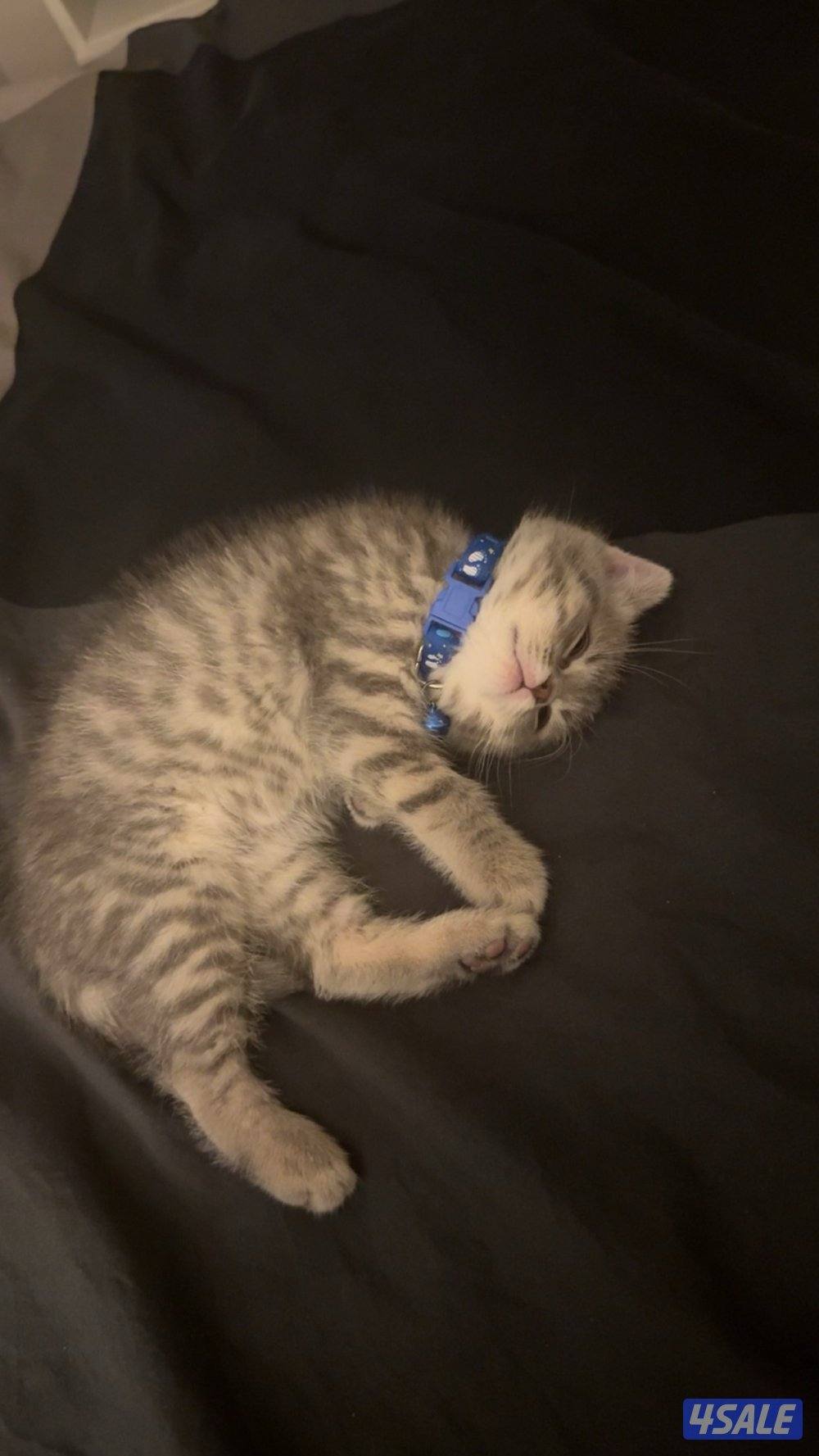 للتبني سكوتش فولد1