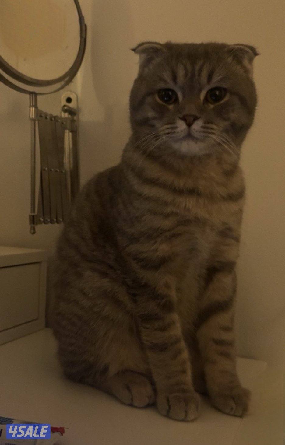 للتبني سكوتش فولد2