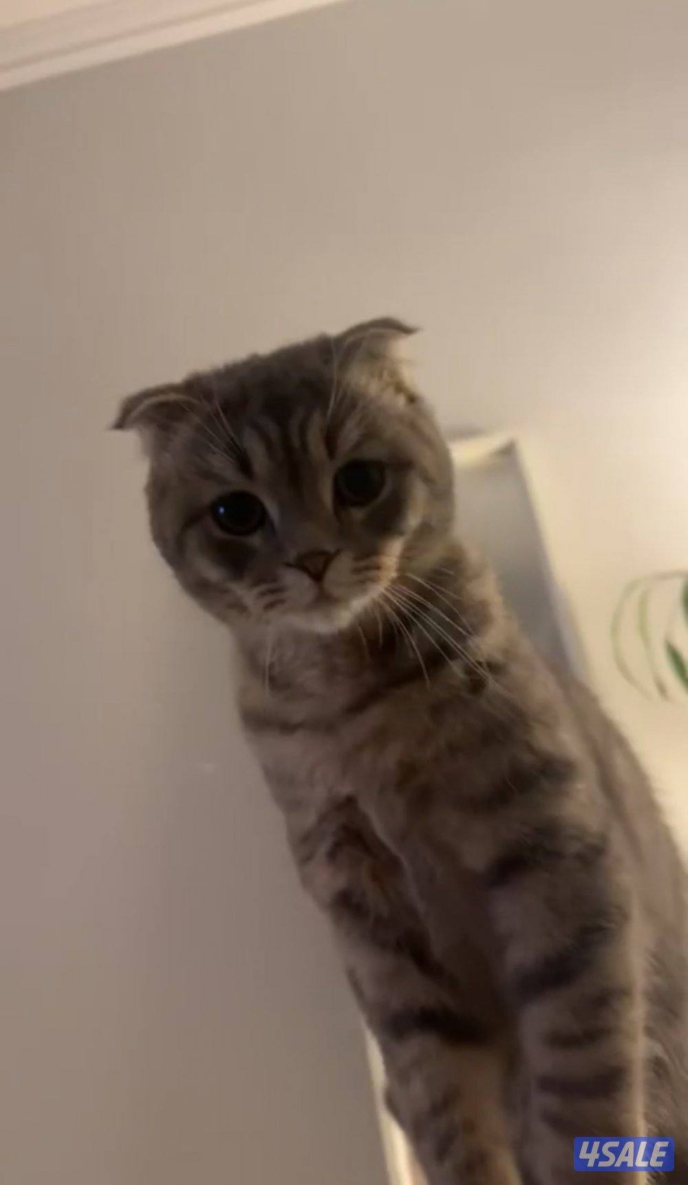 للتبني سكوتش فولد3