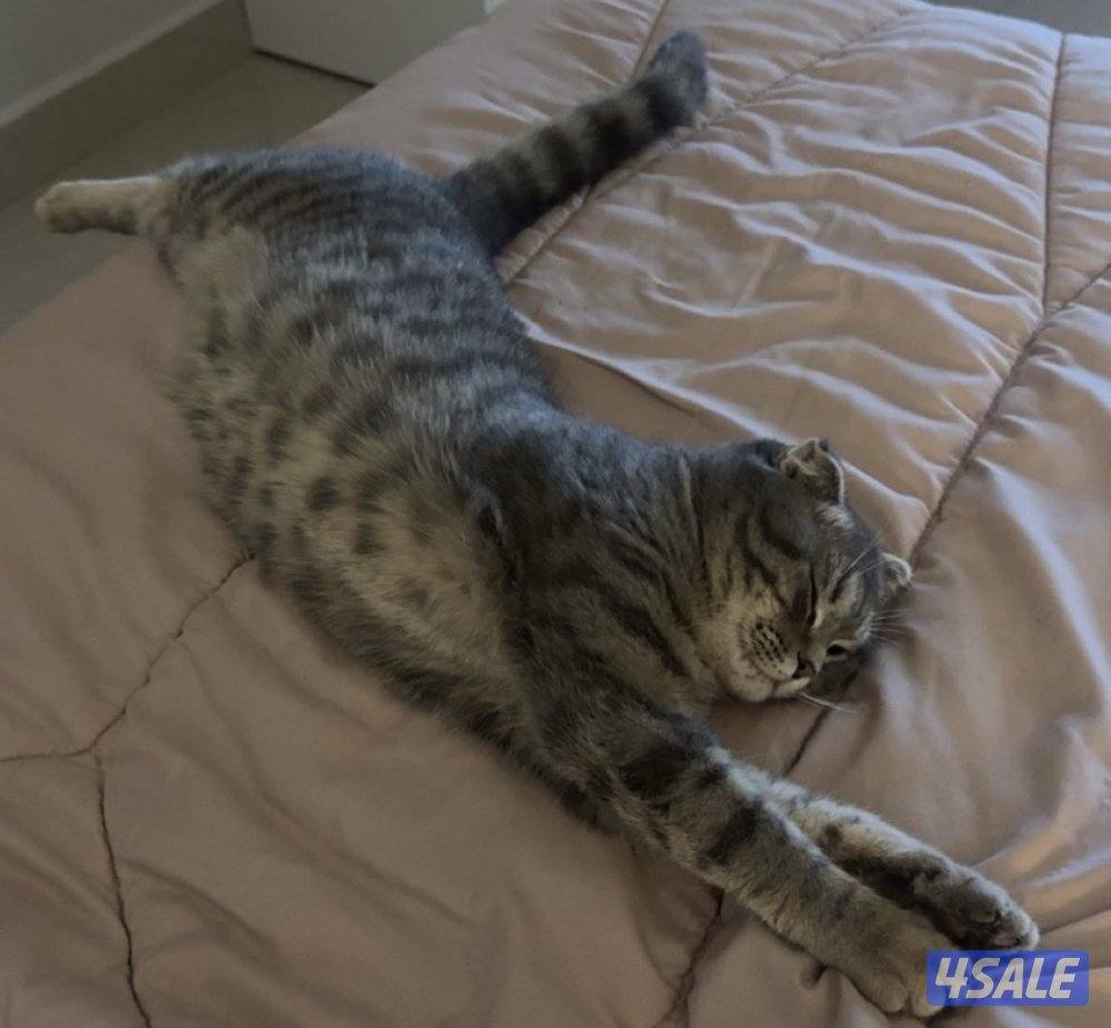 للتبني سكوتش فولد4