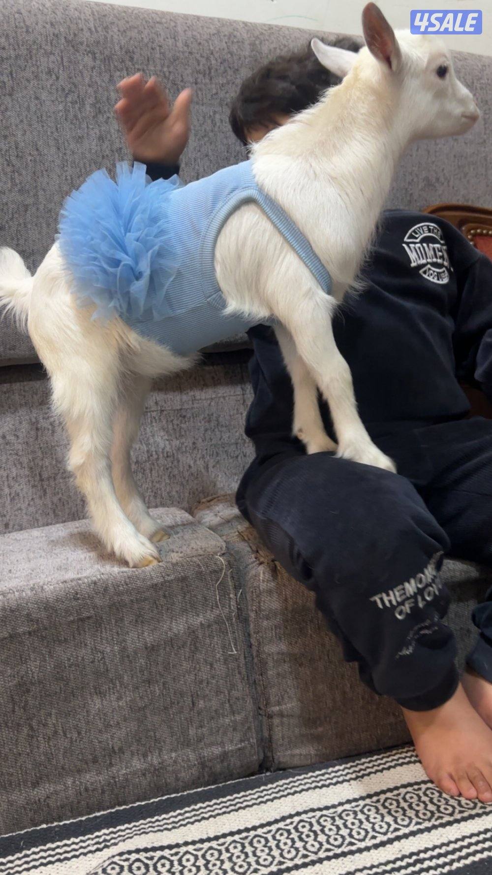 جفرا بلجيكي عمر شهرين0