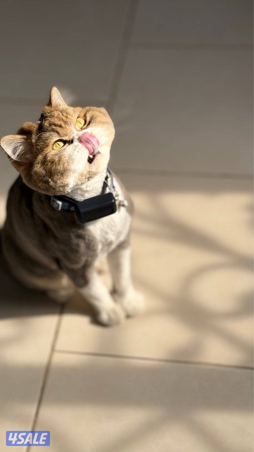 للبيع ذكر British Longhair – لون مميز – مسجل CFA & TICA0