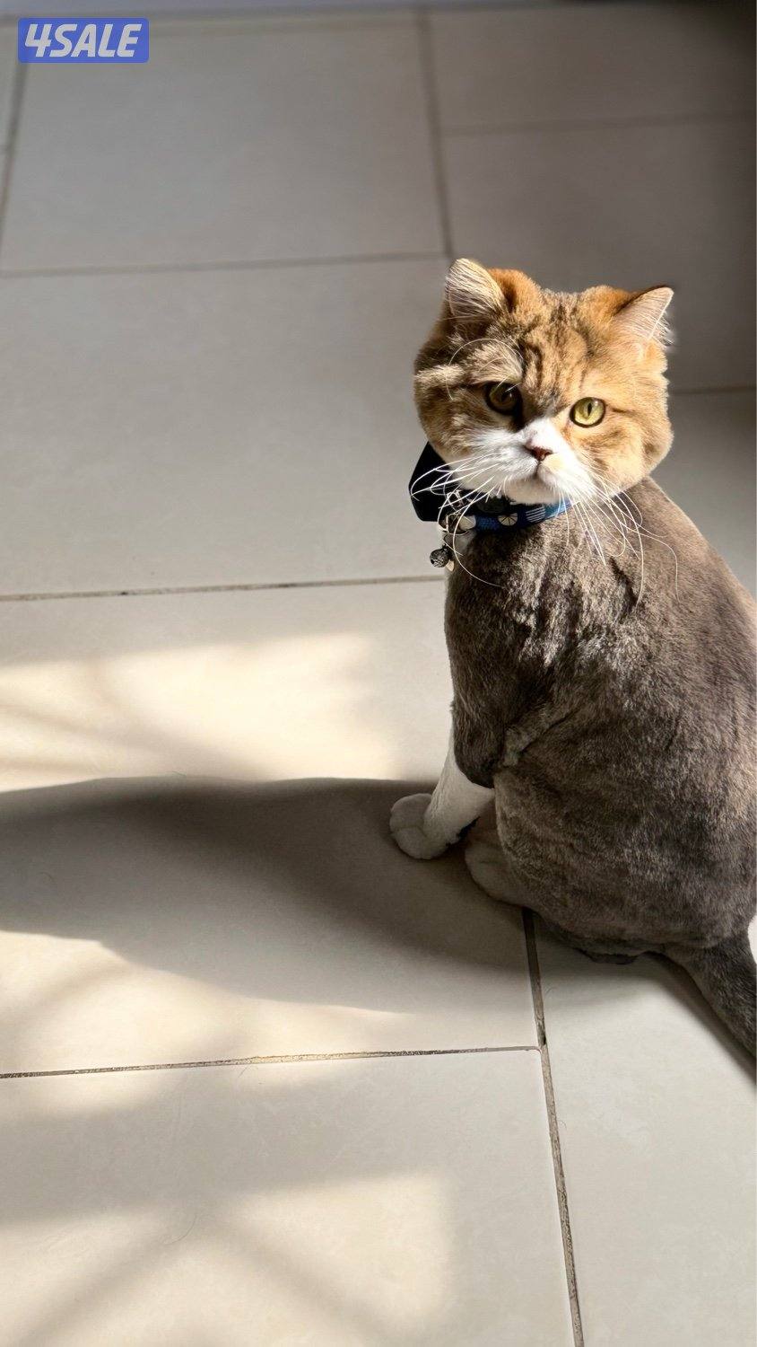 للبيع ذكر British Longhair – لون مميز – مسجل CFA & TICA1