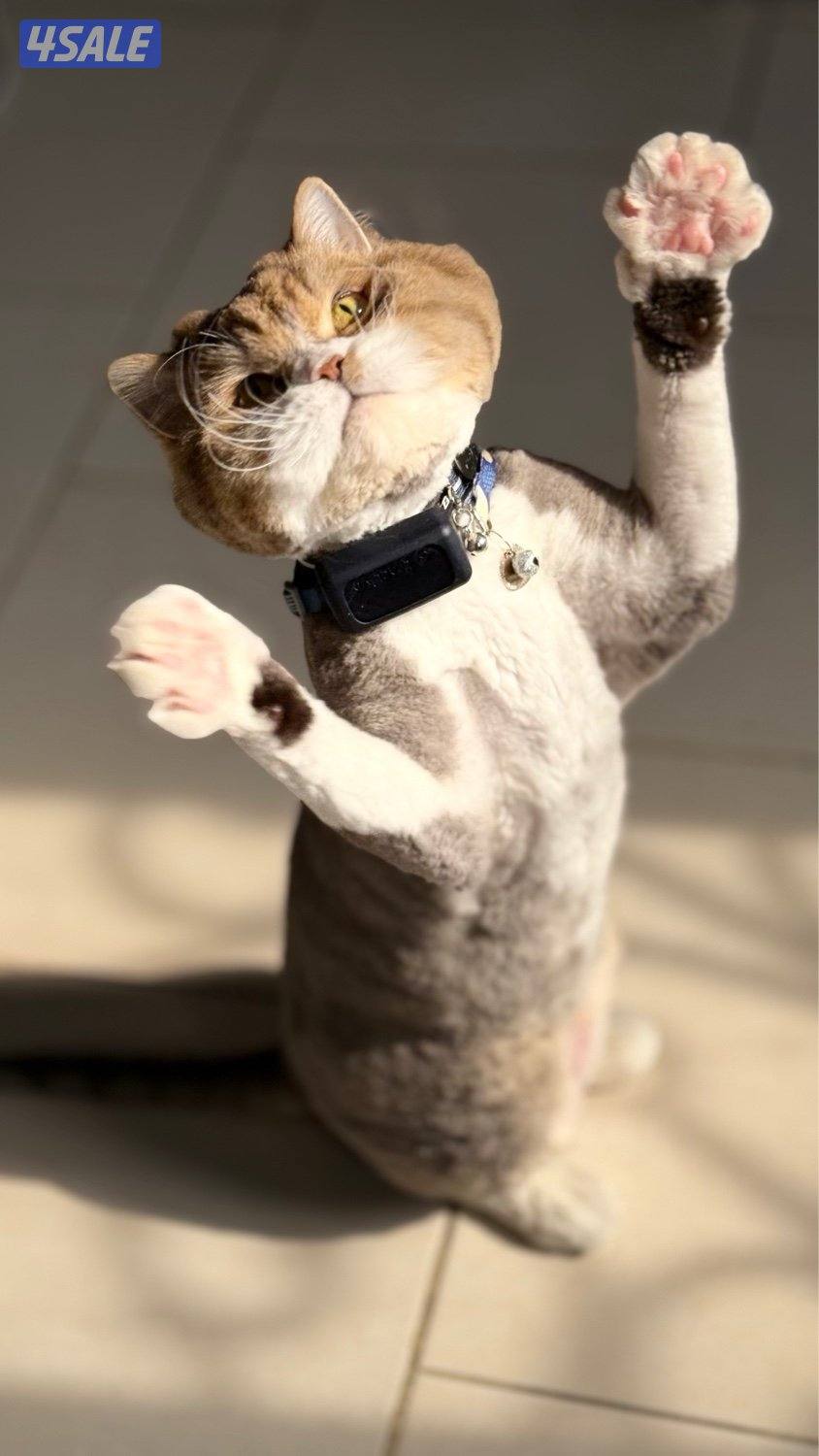 للبيع ذكر British Longhair – لون مميز – مسجل CFA & TICA3