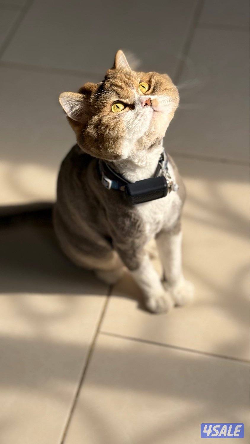 للبيع ذكر British Longhair – لون مميز – مسجل CFA & TICA2