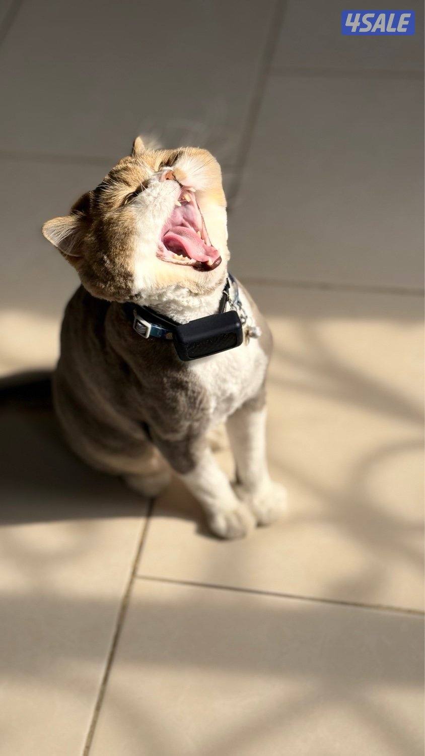 للبيع ذكر British Longhair – لون مميز – مسجل CFA & TICA4