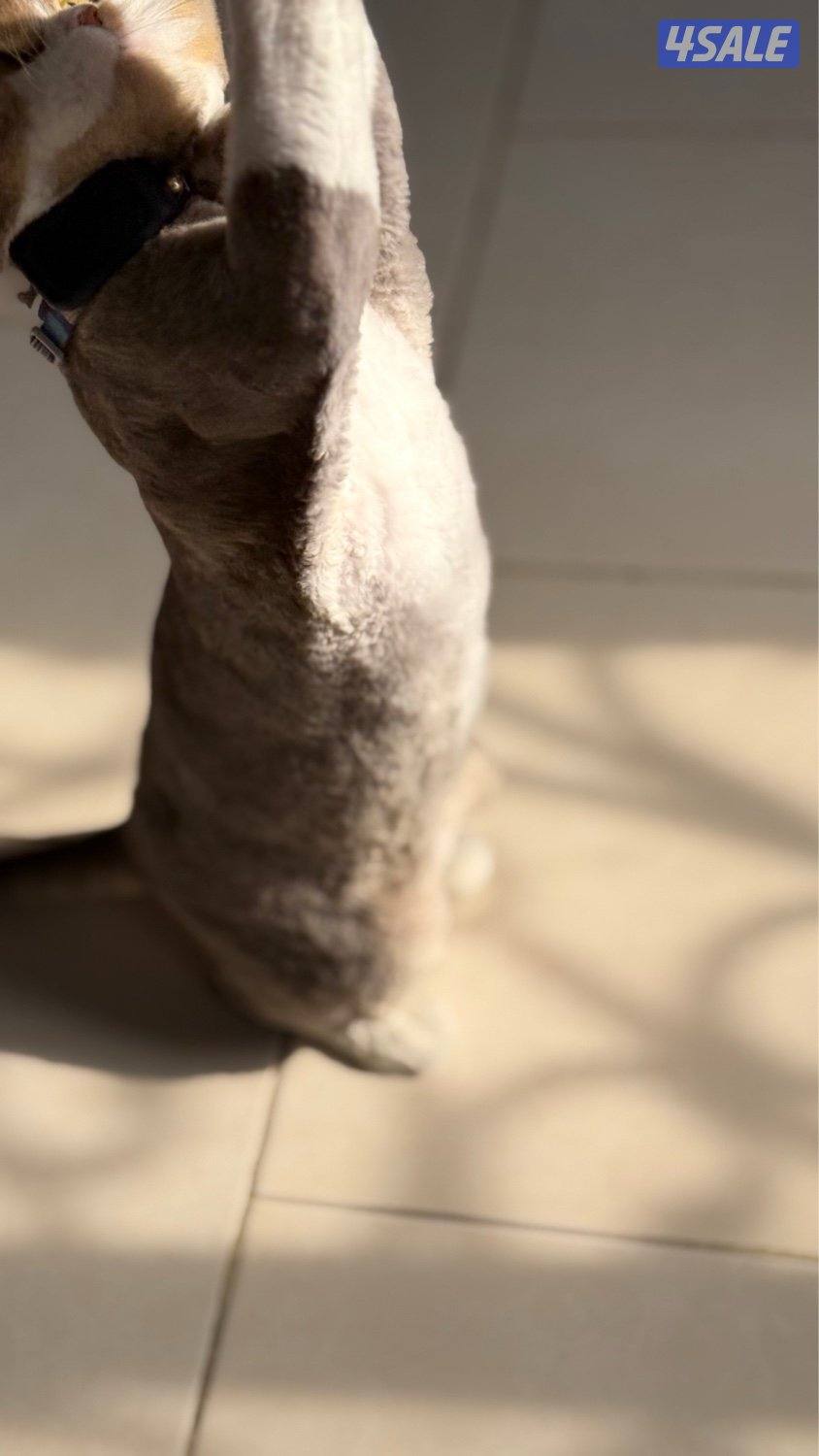 للبيع ذكر British Longhair – لون مميز – مسجل CFA & TICA5