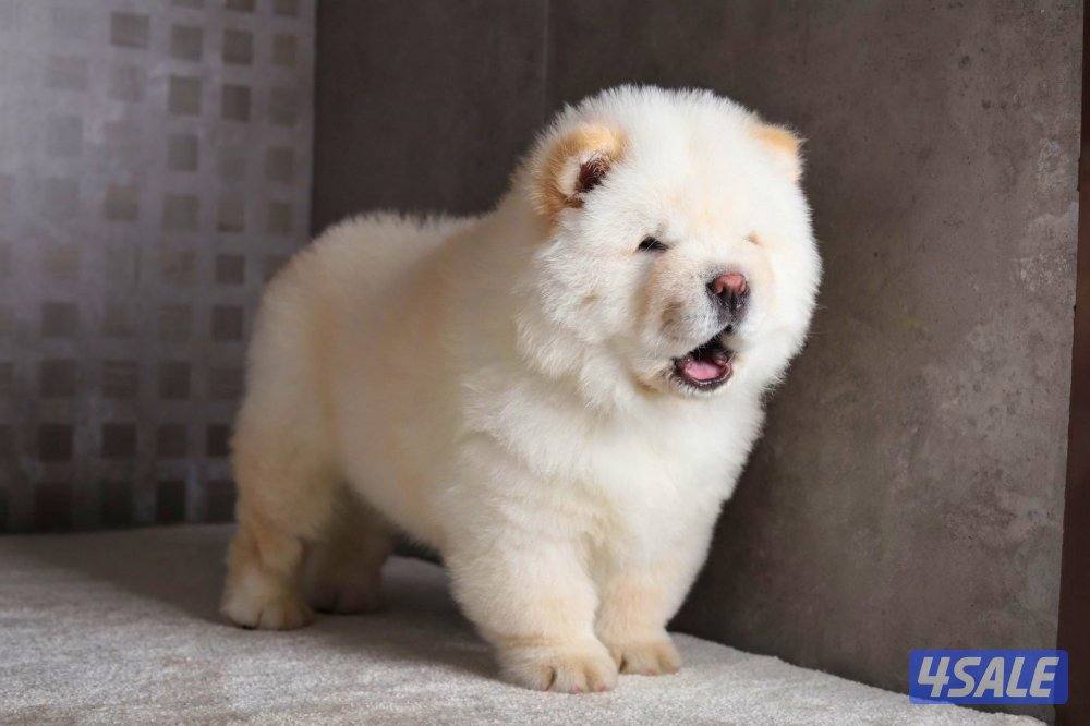 للبيع ذكر جاوجاو من روسيا عمر ٤ شهور معاه دفتر تطعيماته1