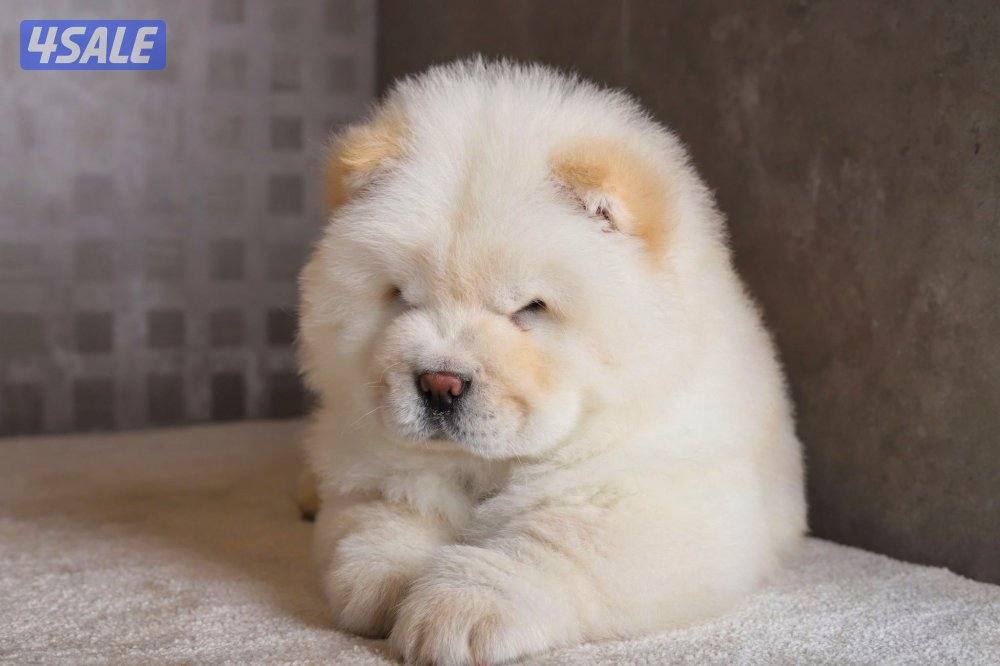 للبيع ذكر جاوجاو من روسيا عمر ٤ شهور معاه دفتر تطعيماته2