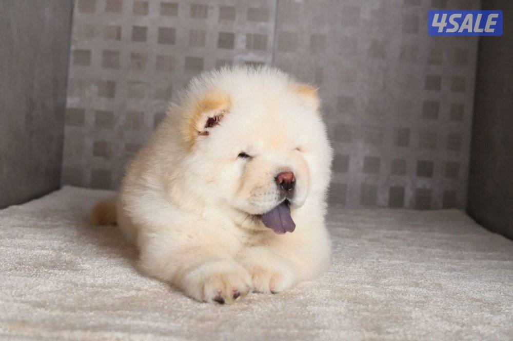 للبيع ذكر جاوجاو من روسيا عمر ٤ شهور معاه دفتر تطعيماته3