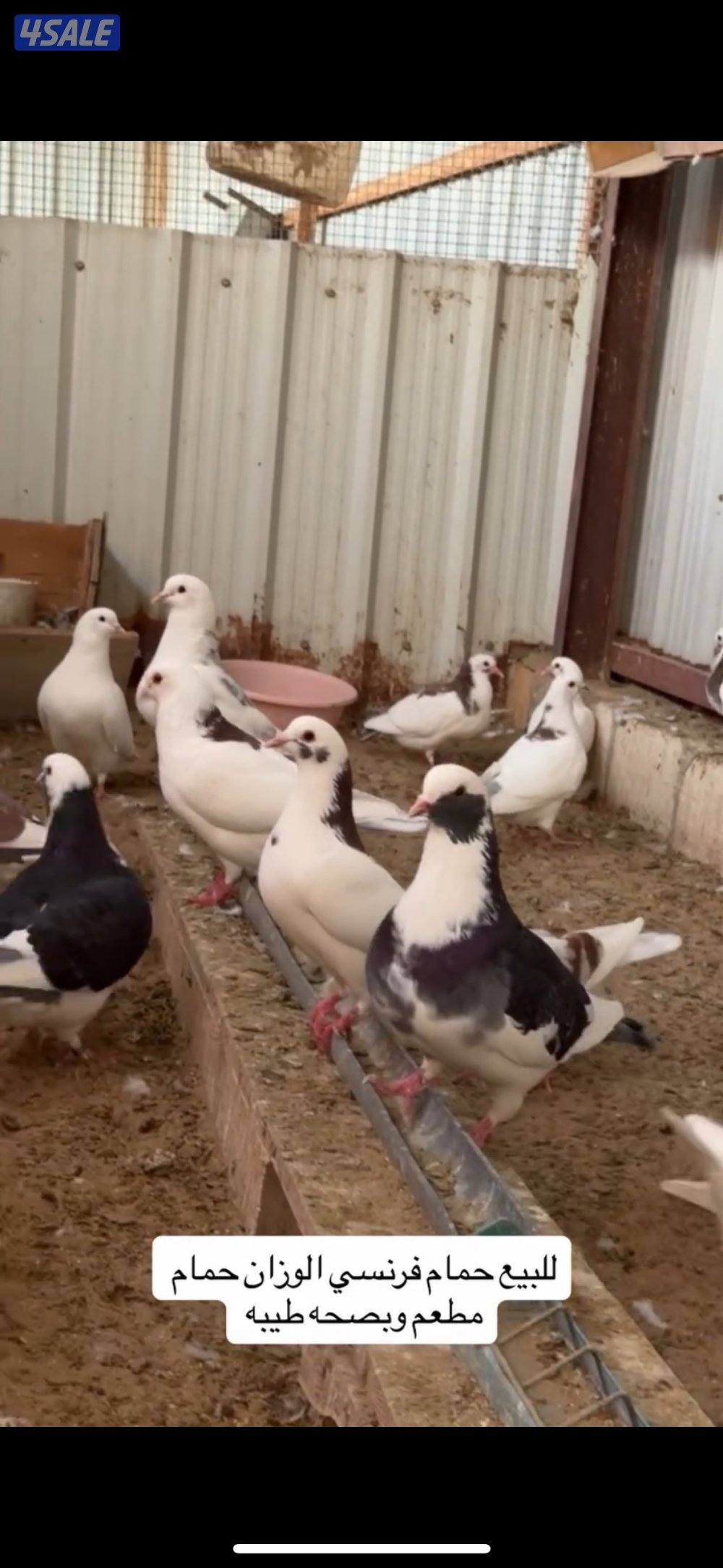 حمام فرنسي وفروخ دجاج عربي0
