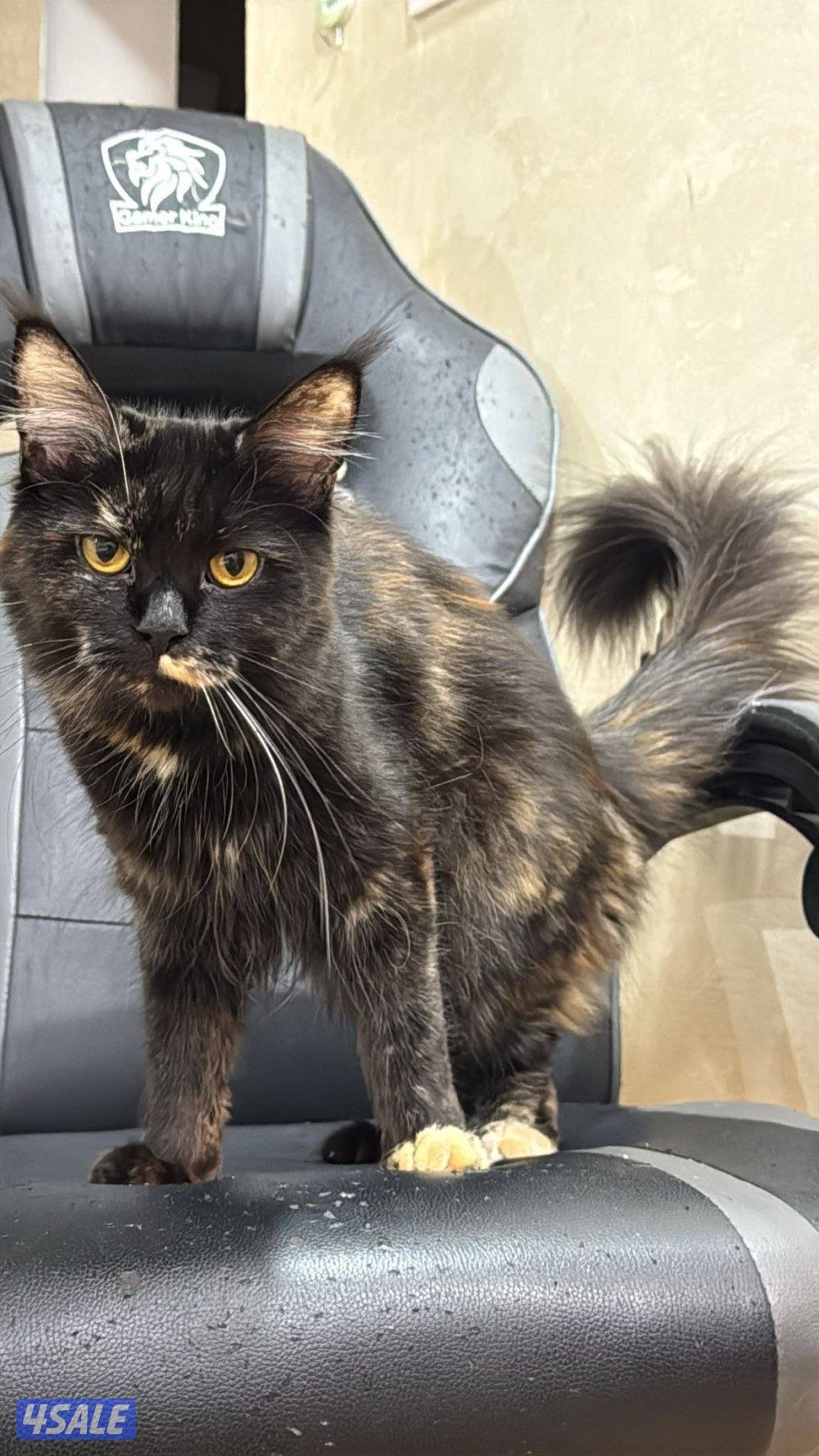 للبيع قط Maine Coon نثية العمر سنة1