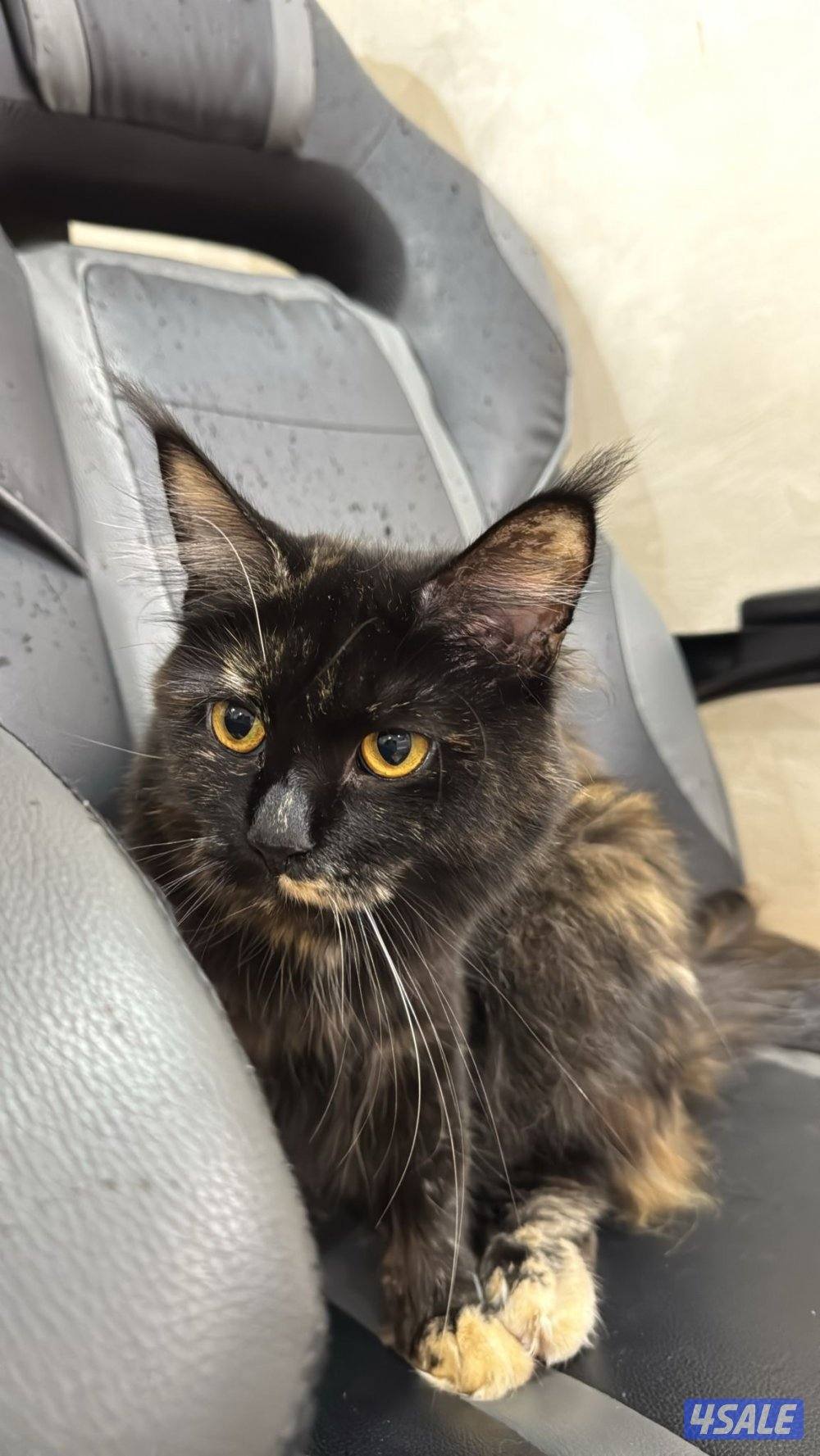 للبيع قط Maine Coon نثية العمر سنة2