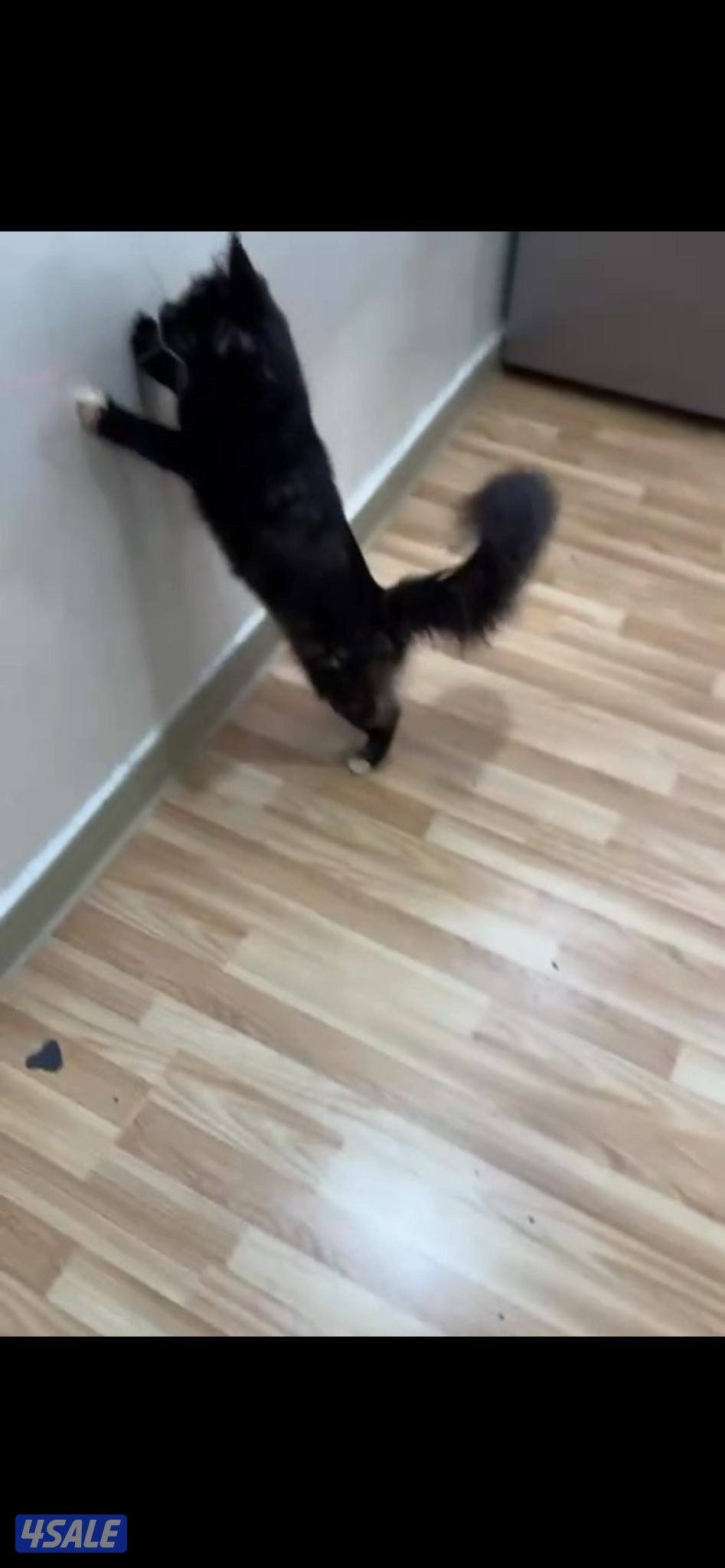 للبيع قط Maine Coon نثية العمر سنة3