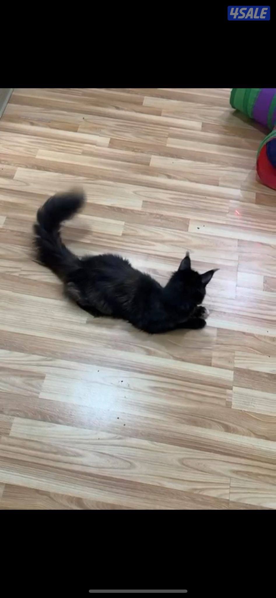 للبيع قط Maine Coon نثية العمر سنة4