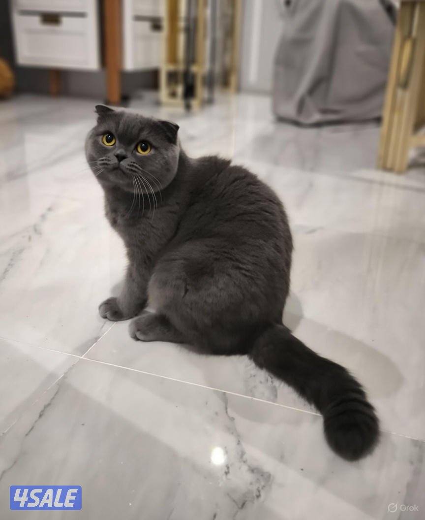 Scottish fold for adoption0