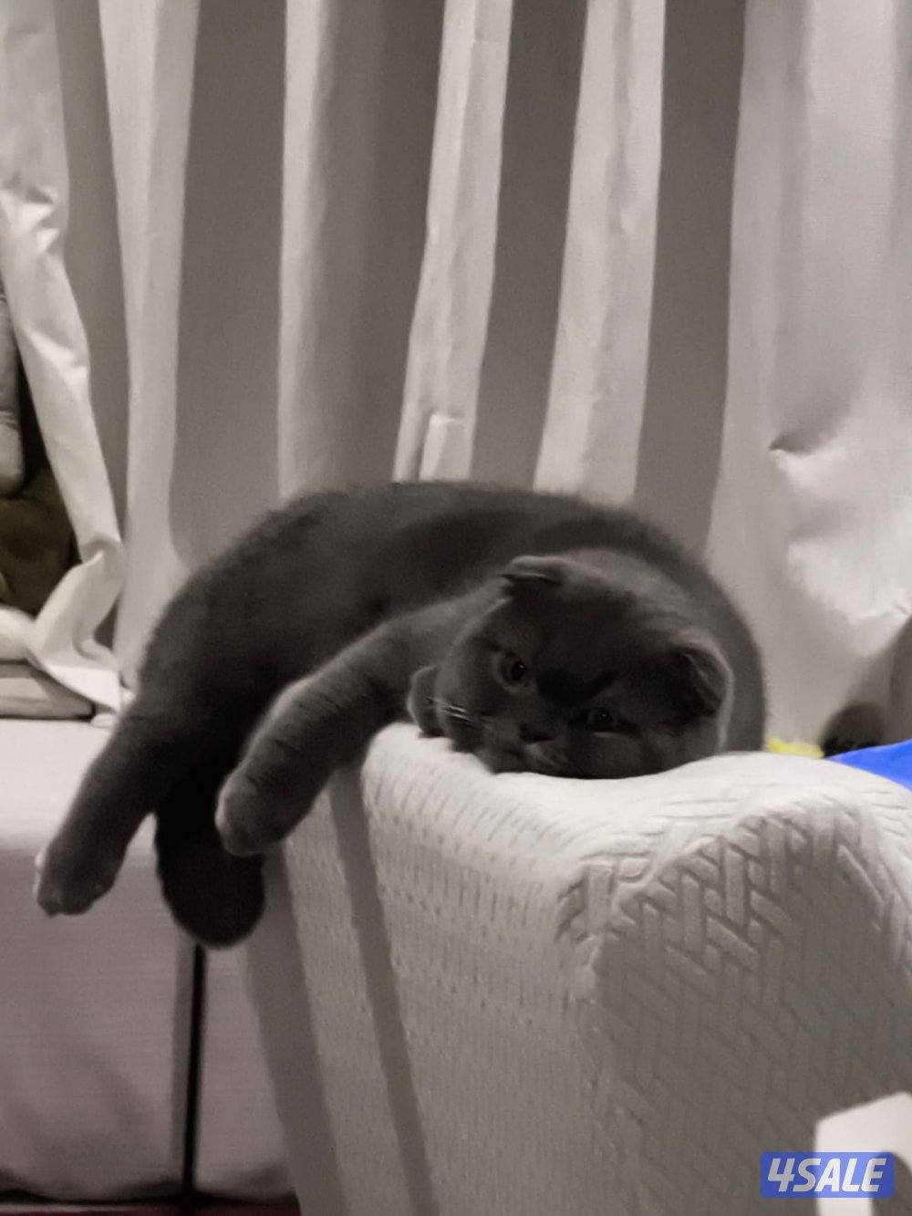 Scottish fold for adoption1