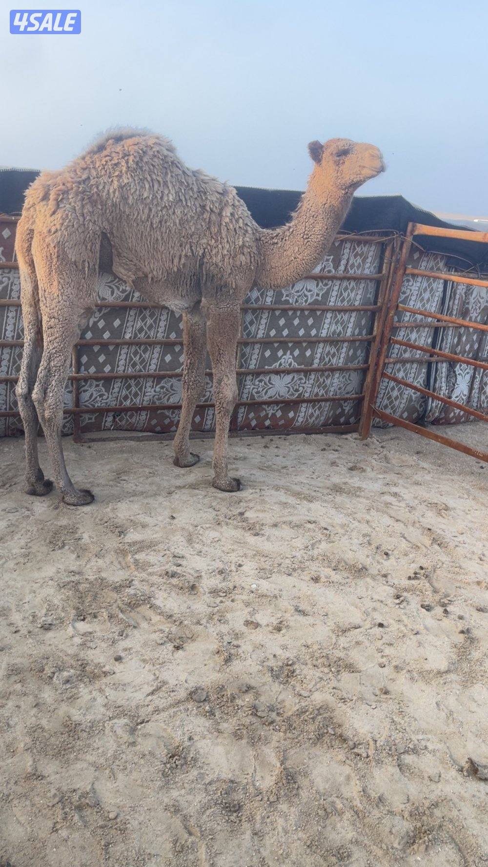 قعود ذبح قصب سمين تحت امه يضلع من يده اتصال٦٧٧/٥٩٣١٩2