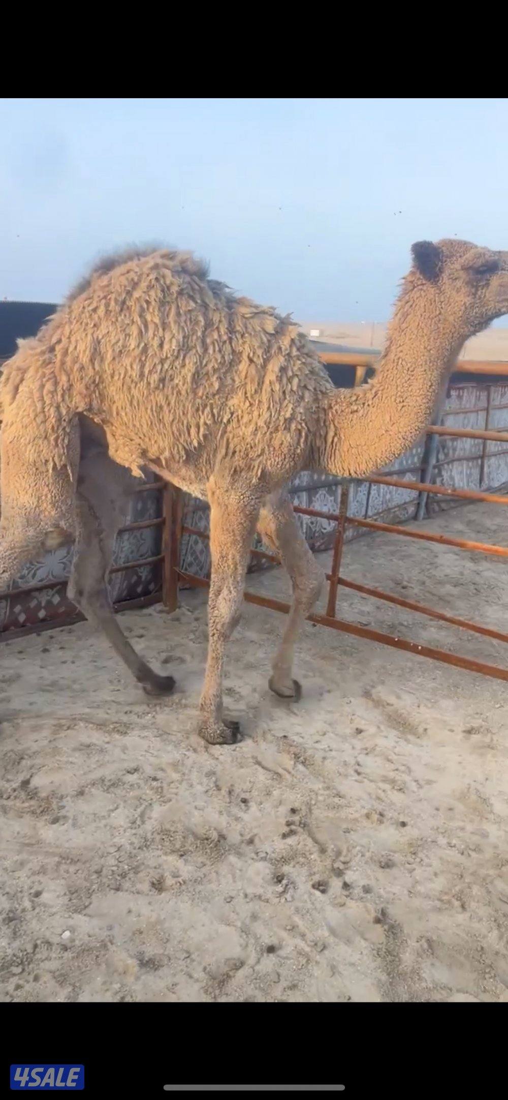 قعود ذبح قصب سمين تحت امه يضلع من يده اتصال٦٧٧/٥٩٣١٩3