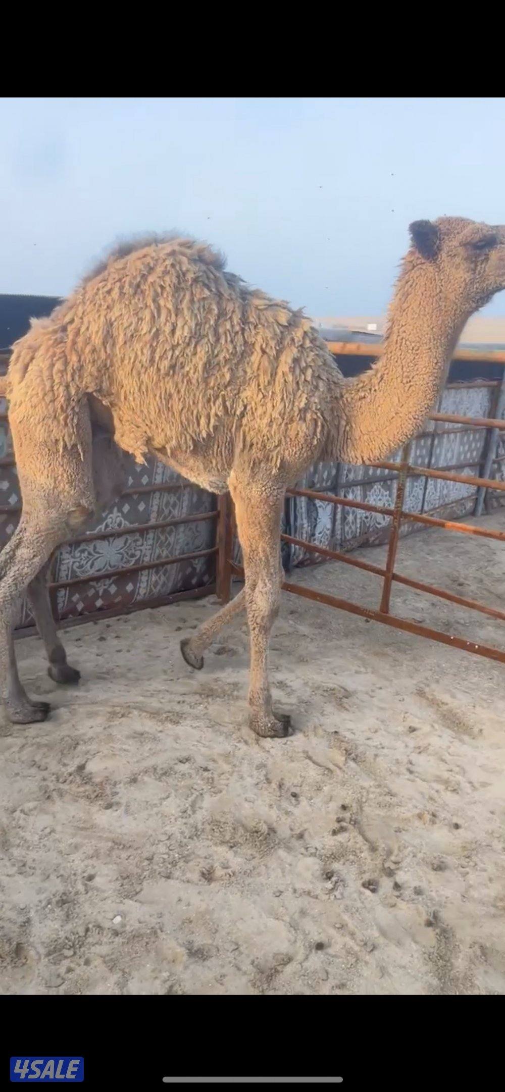 قعود ذبح قصب سمين تحت امه يضلع من يده اتصال٦٧٧/٥٩٣١٩4