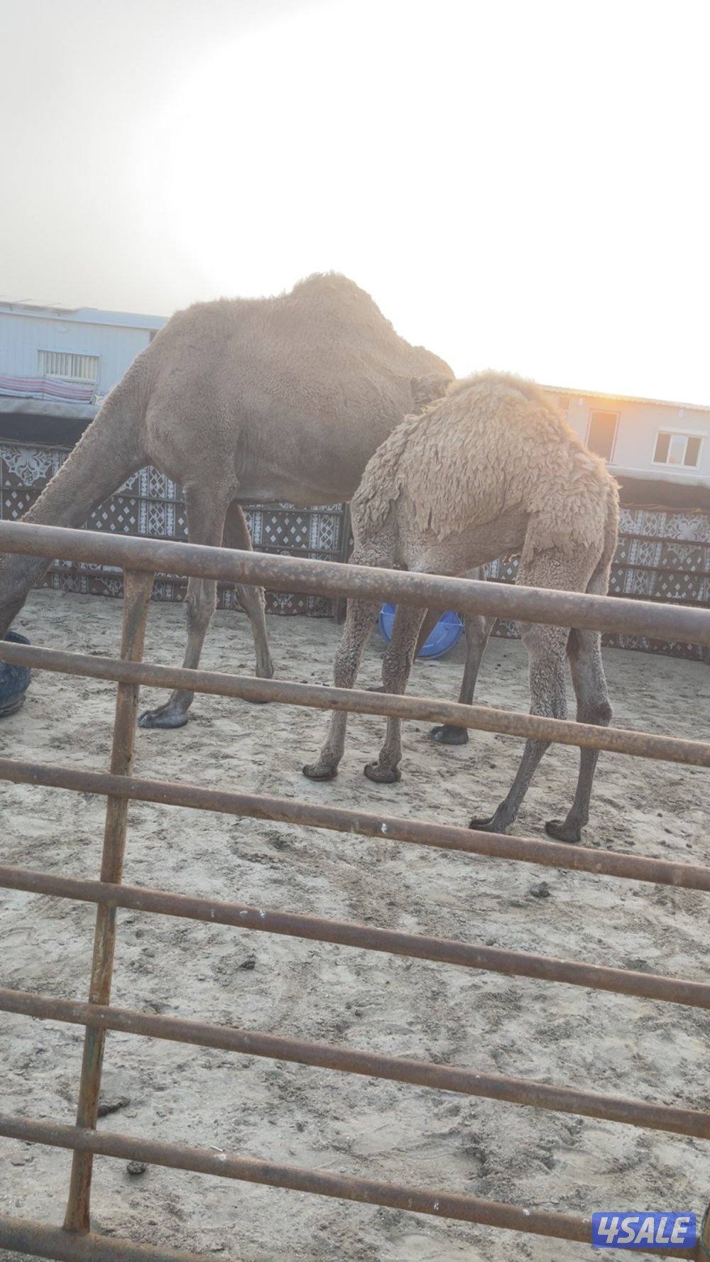 قعود ذبح قصب سمين تحت امه يضلع من يده اتصال٦٧٧/٥٩٣١٩5