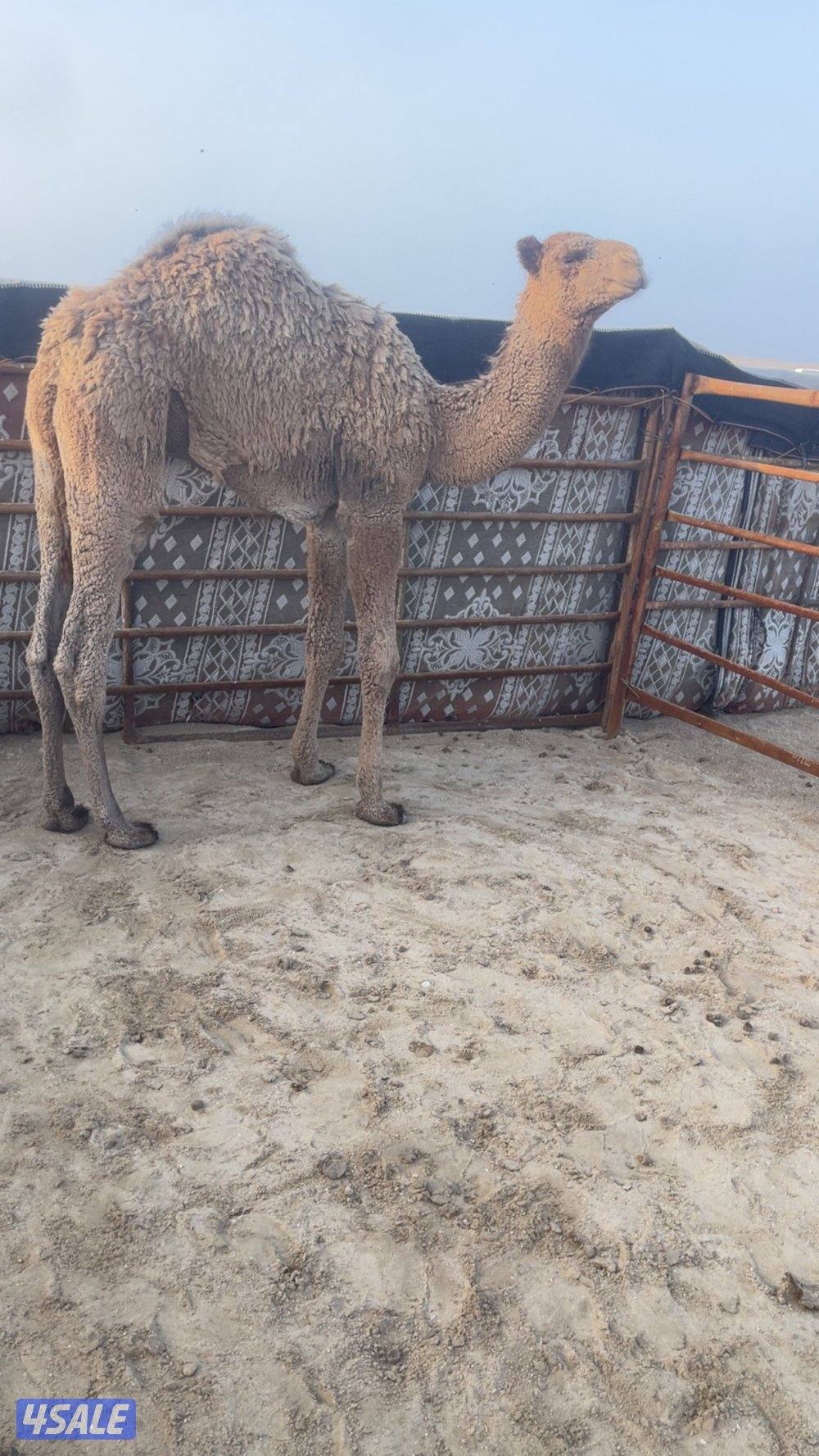 قعود ذبح قصب سمين تحت امه يضلع من يده اتصال٦٧٧/٥٩٣١٩6