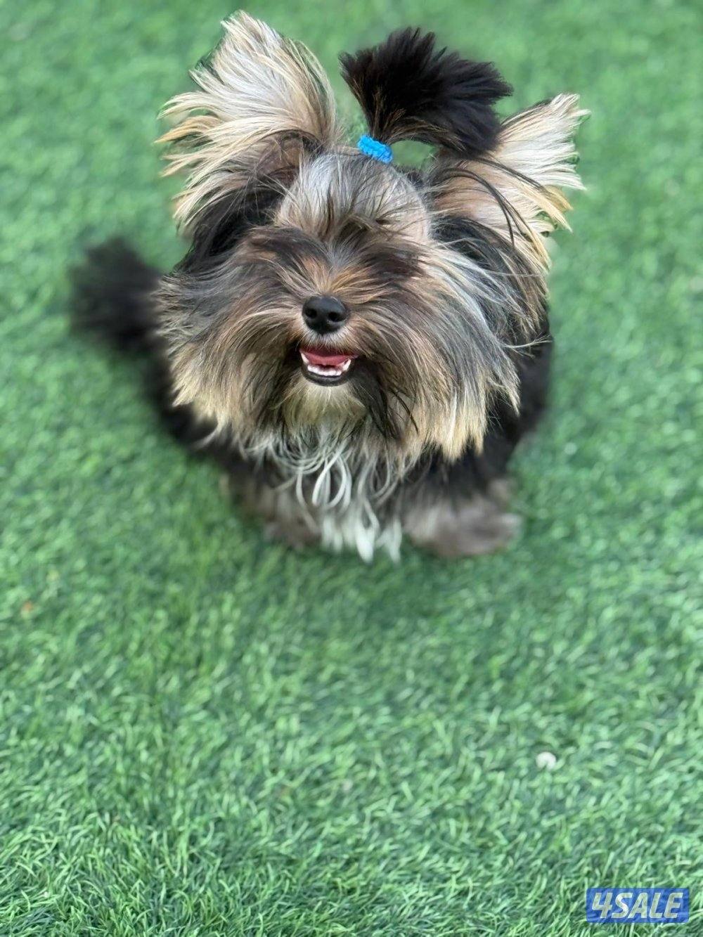 يوركي 10 شهور yorkie0