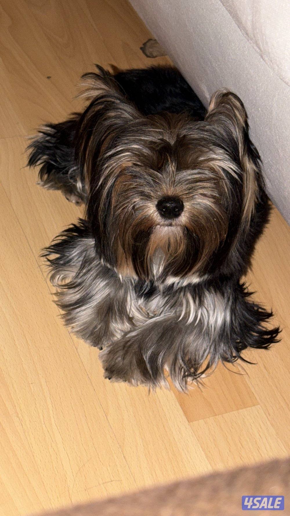 يوركي 10 شهور yorkie1