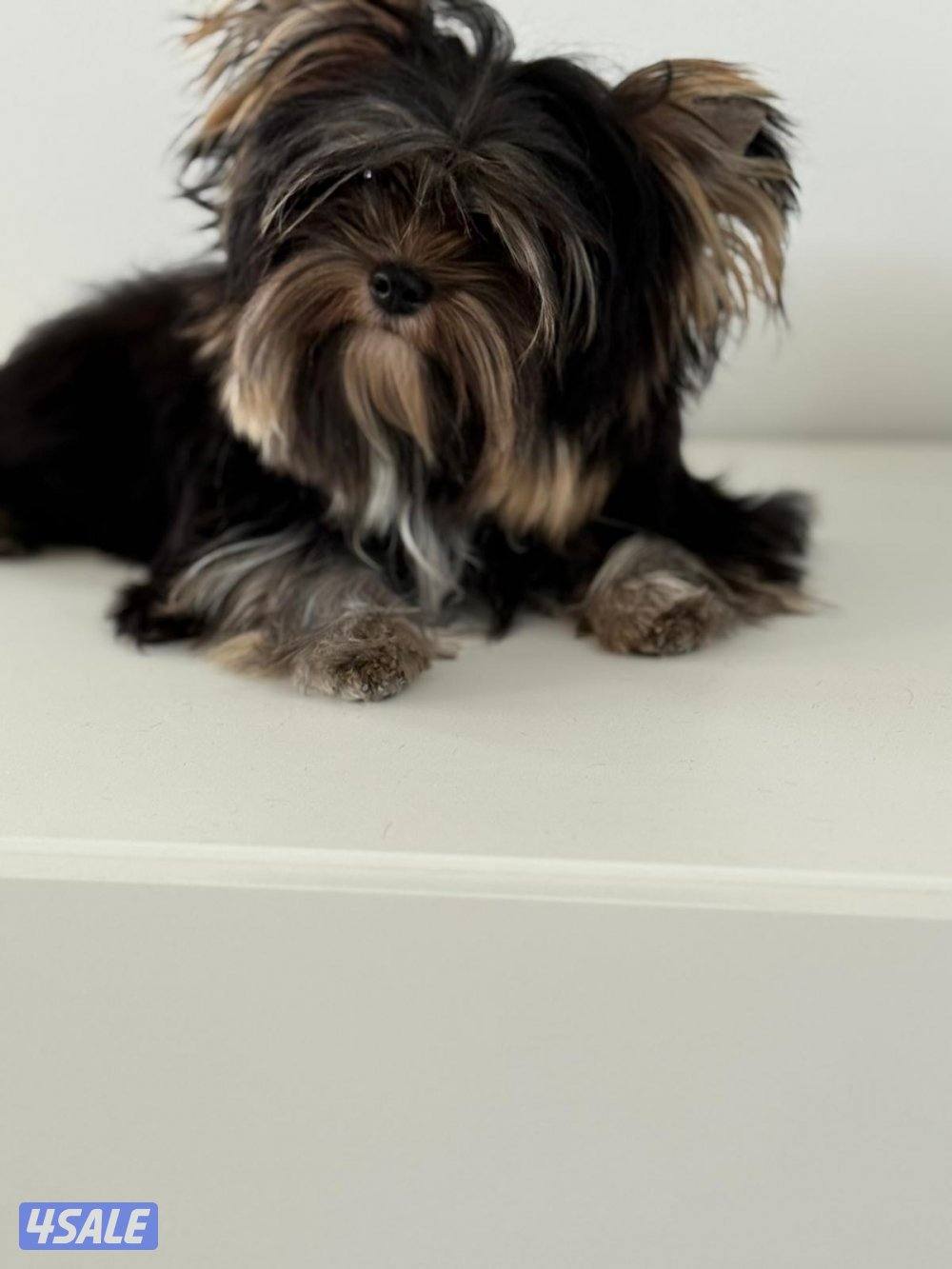 يوركي 10 شهور yorkie2