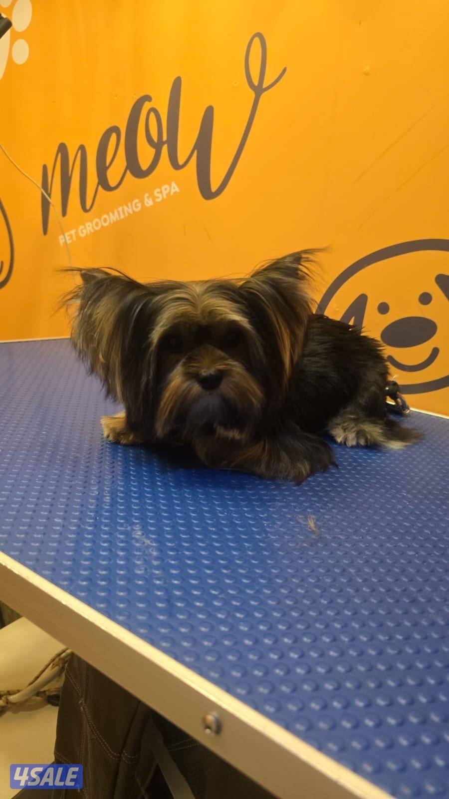 يوركي 10 شهور yorkie3