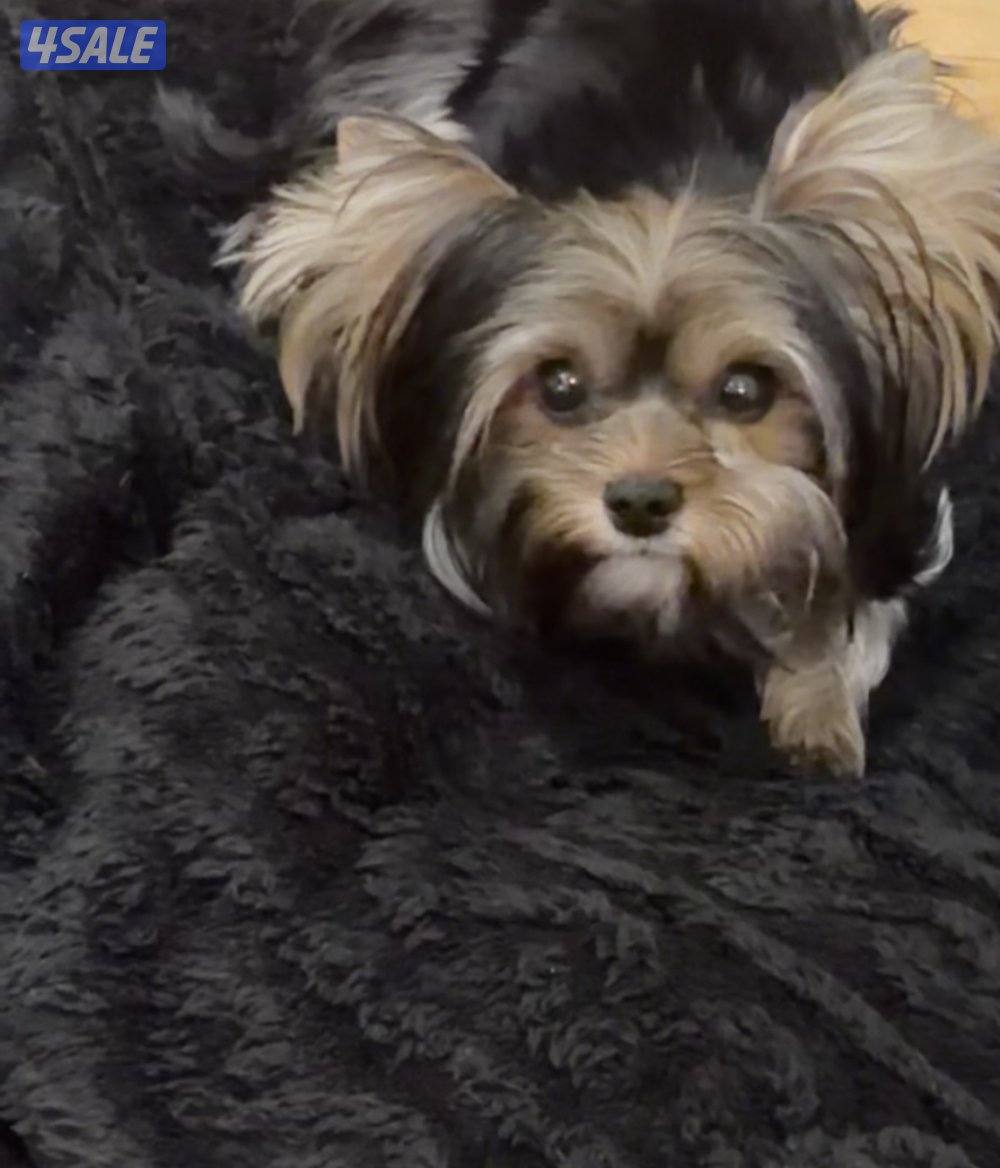 يوركي 10 شهور yorkie4