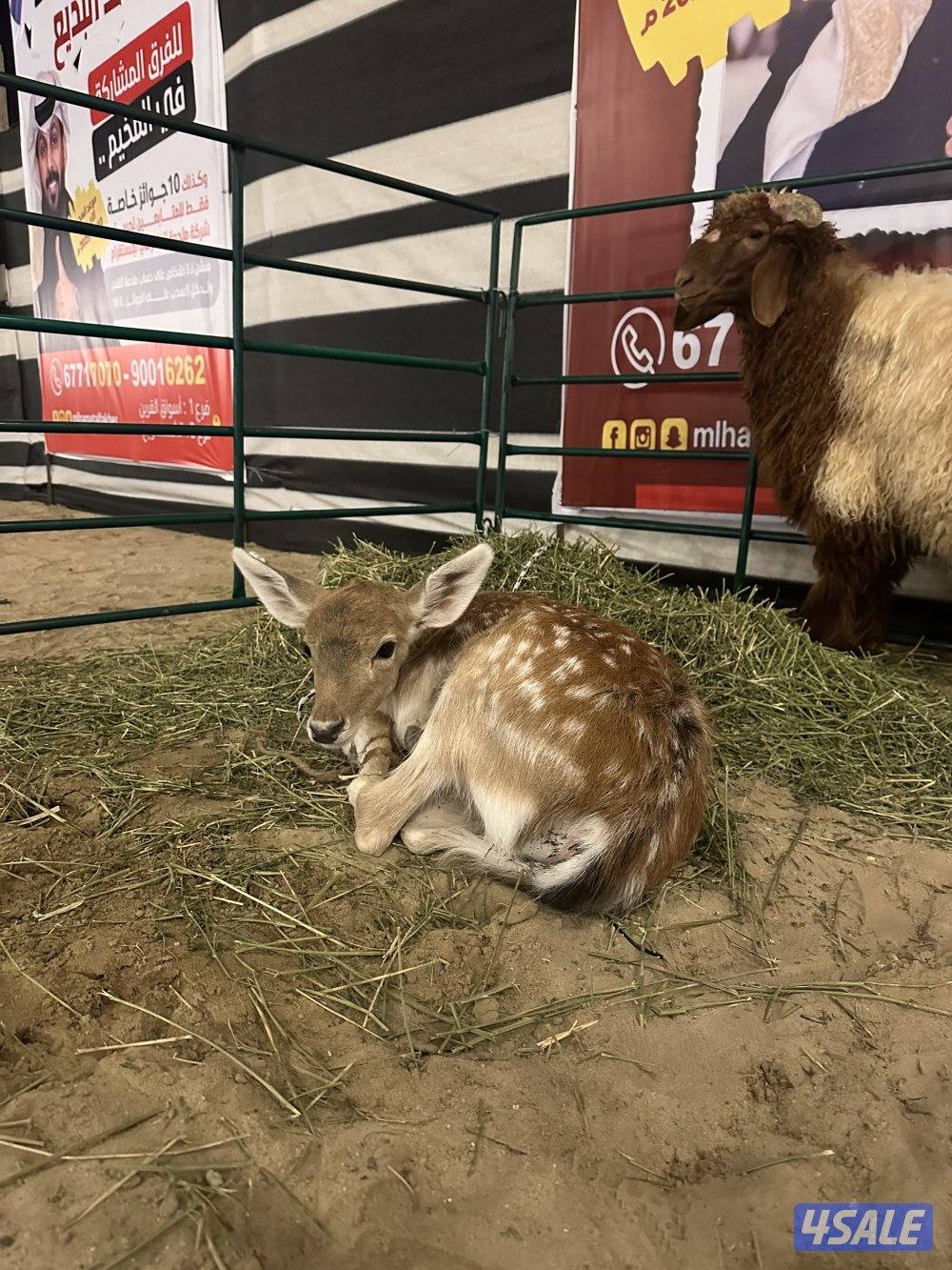 للبيع غزال فلودير1