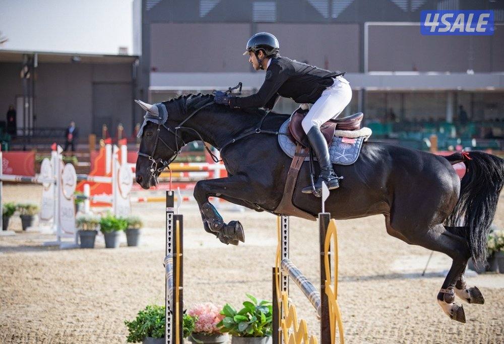 فرس قفز jumping horse0