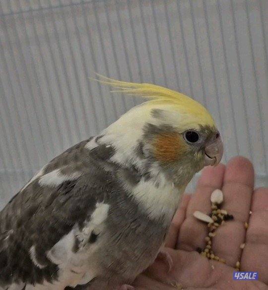 فرخ كروان ربوه قاطع عس ب30 مع قفص وحب0