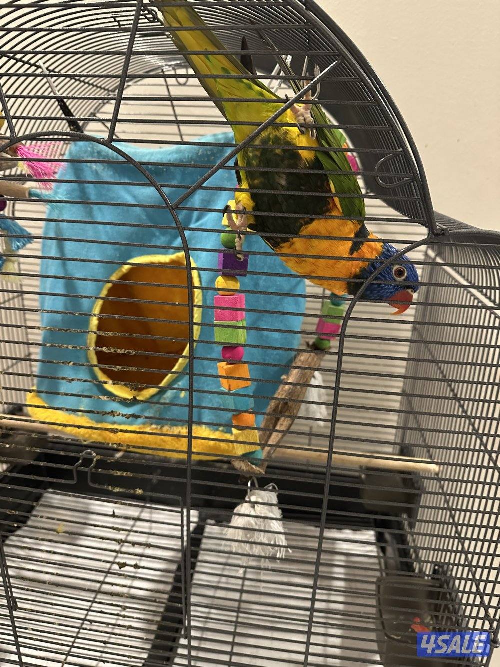 طير لوري للبيع مع القفص بدون القفص ١٢٠ قابل للمساومه0